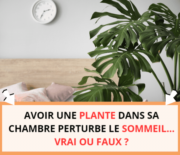 ABF x DAL – Multi-ads n°20