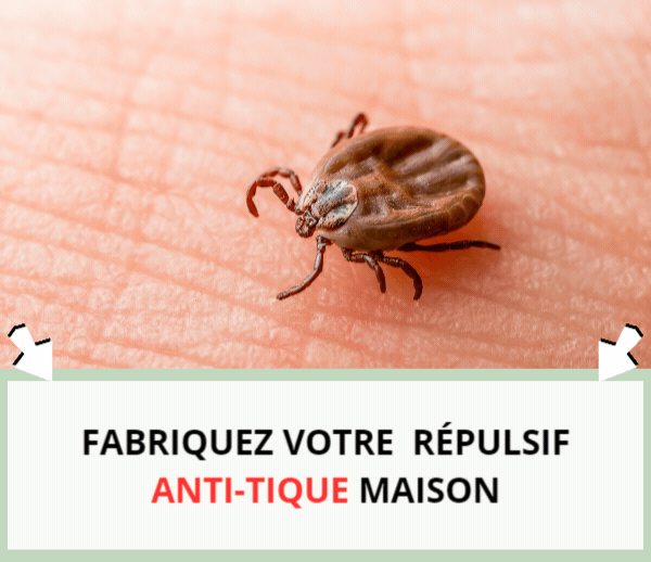 SDN x MOS – Multi-ads n°15