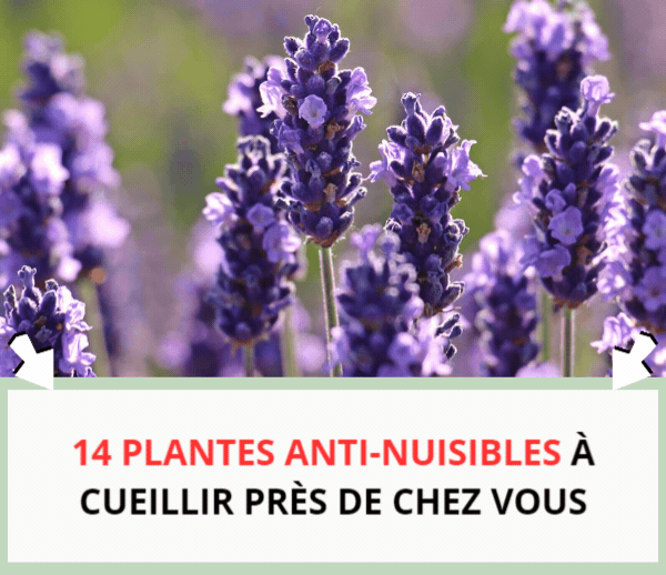 SDN x MOS – Multi-ads n°18