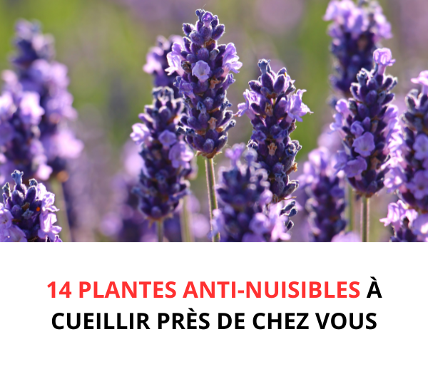 SDN x MOS – Multi-ads n°8