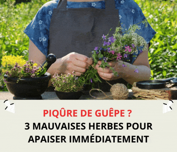 SDN x NAP – Multi-ads n°7