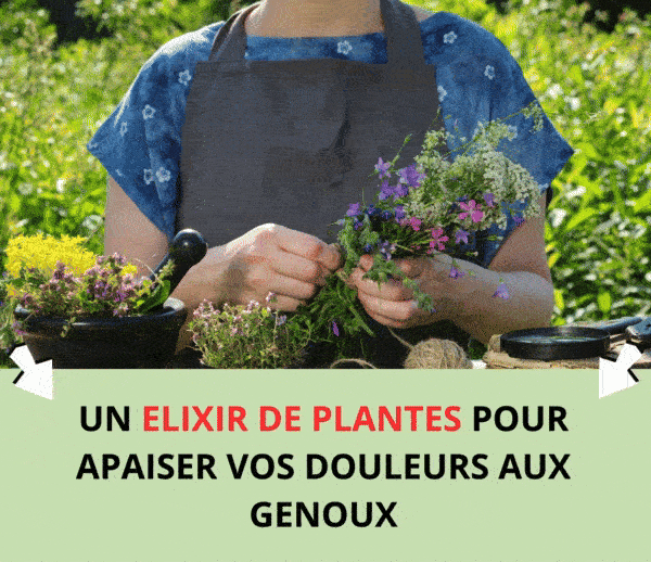 SDN x TBN – Multi-ads n°17